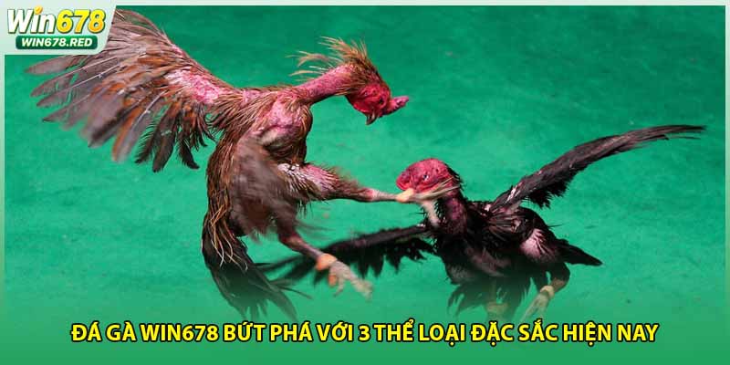 Đá Gà Win678 Bứt Phá Với 3 Thể Loại Đặc Sắc Hiện Nay